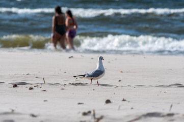 ptactwo nadmorskie na plaży w Polsce © Henryk Niestrój