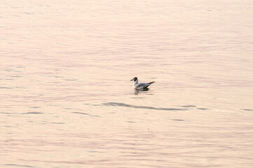 ptactwo nadmorskie na plaży w Polsce © Henryk Niestrój