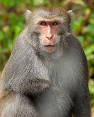 Portrait of  Formosan rock macaque