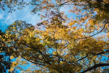 横浜の美しいイチョウの木