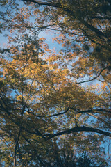 横浜の美しいイチョウの木