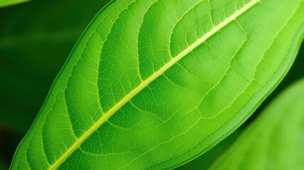 Close-up of abstracted green leaves with veins and texture, foliage studies, green leaves