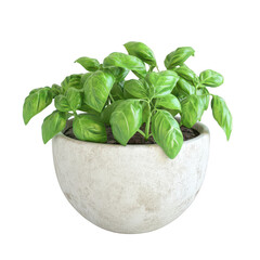 A vibrant basil plant in a textured concrete pot, perfect for kitchens and gardens., isolated on a transparent background.