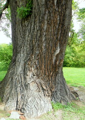 Poland, Warsaw, Łazienki Park (Royal Baths Park), the trunk of a mighty tree