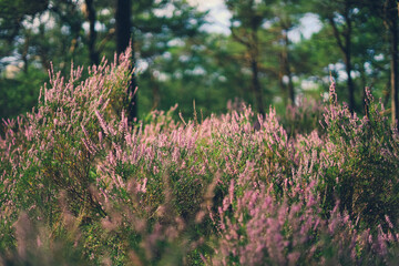 Blooming Heather Plant in Pine Forest
