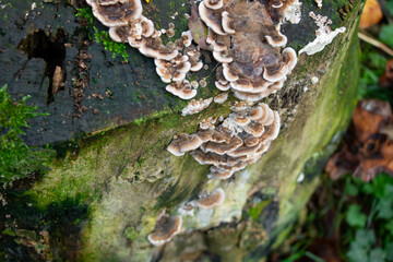 Trametes versicolor on the tree stump