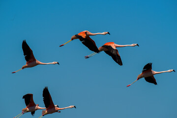 Flamingos flock on a migratory journey, La Pampa Province, Patagonia, Argentina.