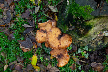 English tawny funnel cap mushrooms on the ground in the forest