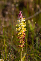 Close-up of a flowering Lachenalia sp. seen in natural habitat near the Town of Darling in the Western Cape of South Africa