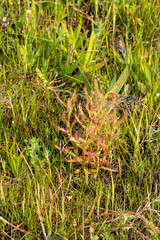 White flowering Drosera cistiflora in flower, taken near Darling in the Western Cape of South Africa