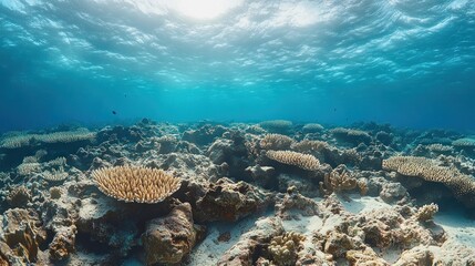 Fototapeta premium Underwater Coral Reef Scene