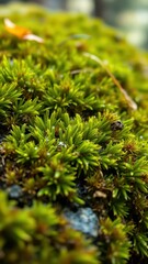 Lush green moss thrives on a forest rock during a morning dew