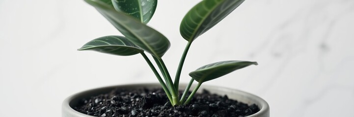 Fototapeta premium A beautiful monochrome marble pattern is embedded in the soil of a potted plant, creating a unique and stylish addition to any room, interiordesigninspo, potterydesign, highendhomedecor