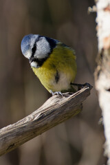 mésange bleue