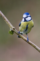 mésange bleue © Olympixel