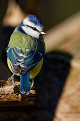 mésange bleue