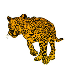 Jaguar panther wild cat vector ilustration 