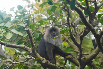 The lion-tailed macaque (Macaca silenus) is a unique and endangered primate native to the Western Ghats in southern India. It is one of the smallest and most distinctive macaque species.|獅尾獼猴