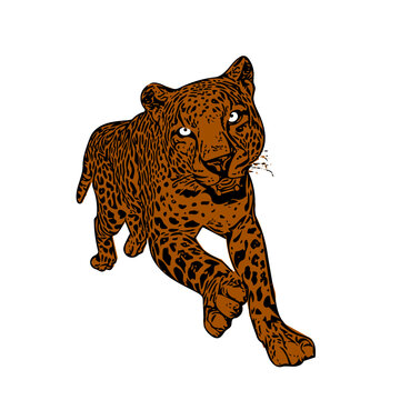 brown leopard walking forward on white clip art preview