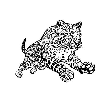 leaping leopard black and white clip art preview