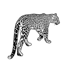 Jaguar panther wild cat vector ilustration 