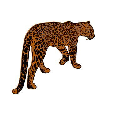 leopard walking brown black spots clip art preview
