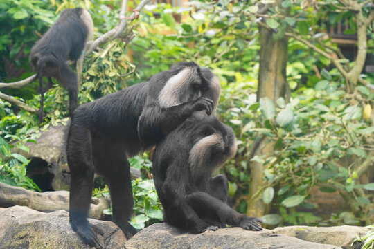 The lion-tailed macaque (Macaca silenus) is a unique and endangered primate native to the Western Ghats in southern India. It is one of the smallest and most distinctive macaque species.|獅尾獼猴