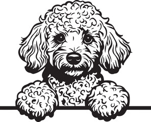 peeking toy poodle dog