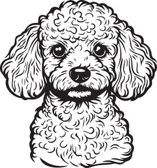 toy poodle portrait