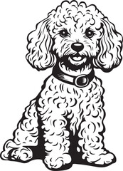 toy poodle with collar
