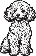 toy poodle dog