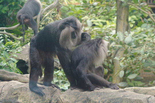 The lion-tailed macaque (Macaca silenus) is a unique and endangered primate native to the Western Ghats in southern India. It is one of the smallest and most distinctive macaque species.|獅尾獼猴