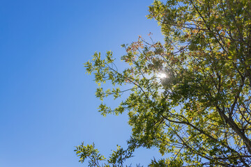 A bright sun shining through green tree branches against a clear blue sky during a sunny day in nature