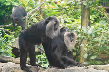 The lion-tailed macaque (Macaca silenus) is a unique and endangered primate native to the Western Ghats in southern India. It is one of the smallest and most distinctive macaque species.|獅尾獼猴
