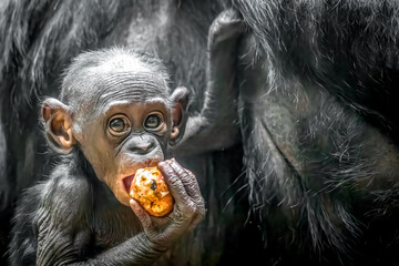 Baby Bonobo Holding Fruit with Curious Expression.