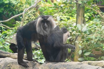 The lion-tailed macaque (Macaca silenus) is a unique and endangered primate native to the Western Ghats in southern India. It is one of the smallest and most distinctive macaque species.|獅尾獼猴