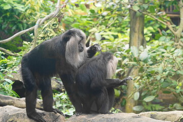 The lion-tailed macaque (Macaca silenus) is a unique and endangered primate native to the Western Ghats in southern India. It is one of the smallest and most distinctive macaque species.|獅尾獼猴