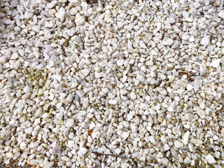 The ground is covered with small pieces of white gravel, creating a bright and tidy appearance in a garden or pathway