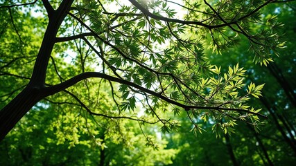 Obraz premium A detailed shot of a tree's leaves rustling in the wind, with sunlight filtering through the canopy above, set against a vibrant green forest background, foliage, botanical, environment