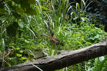 A male Wood Duck perches on a low branch near the water, its iridescent plumage glowing in the sunlight. 