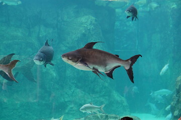 Pangasianodon gigas, commonly known as the Mekong Giant Catfish, is a large species of freshwater fish native to the Mekong River in Southeast Asia. It is one of the largest species of catfish