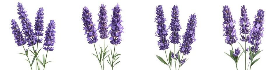 Naklejka premium set of Delicate lavender flowers, mixed with bokeh effect, lavender flowers, soft lavender flowers in bokeh light, lavender flowers captured in bokeh frame, lavender flow, on a transparent backgrounds