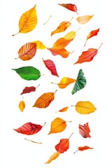Obraz premium Colorful Fall foliage background. Seasonal theme for greeting card background.