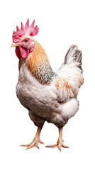 Fototapeta premium Realistic chicken standing proudly on transparent background