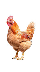 Fototapeta premium Brown hen standing proudly on transparent background