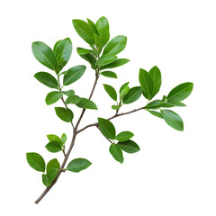 Obraz premium Fresh green leaves on a branch. transparent background