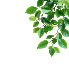 Green leaves branch isolated on a white background. transparent background
