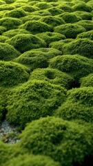 Lush green moss carpet covers the ground in a peaceful garden setting during the afternoon
