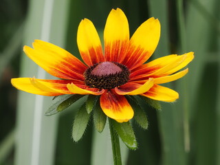 Kwiat w kolorze żółtym, czerwonym i purpurowym w ogrodzie © Nature Observatory