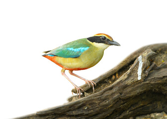 Fairy Pitta on stump isolated on white background. This has clipping path.